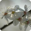 Kirschblüten (2)